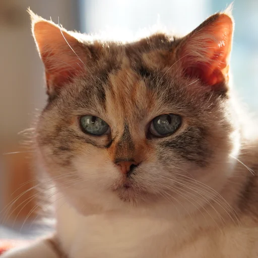 Photo of Luna